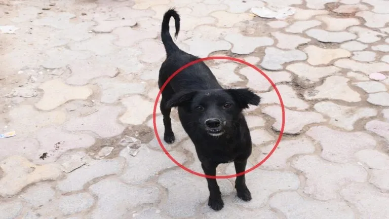 बाड़मेर में पागल कुत्ते का आतंक, 40 लोगों को काटा, हॉस्पिटल का इमरजेंसी वार्ड फुल NewsTak