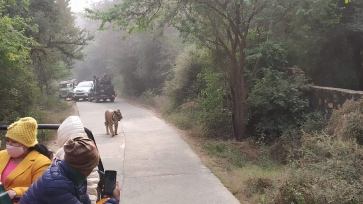 सवाई माधोपुरः नए साल से पहले पर्यटकों से गुलजार हुआ रणथंभौर, अगले 15 दिन तक बुकिंग फुल NewsTak