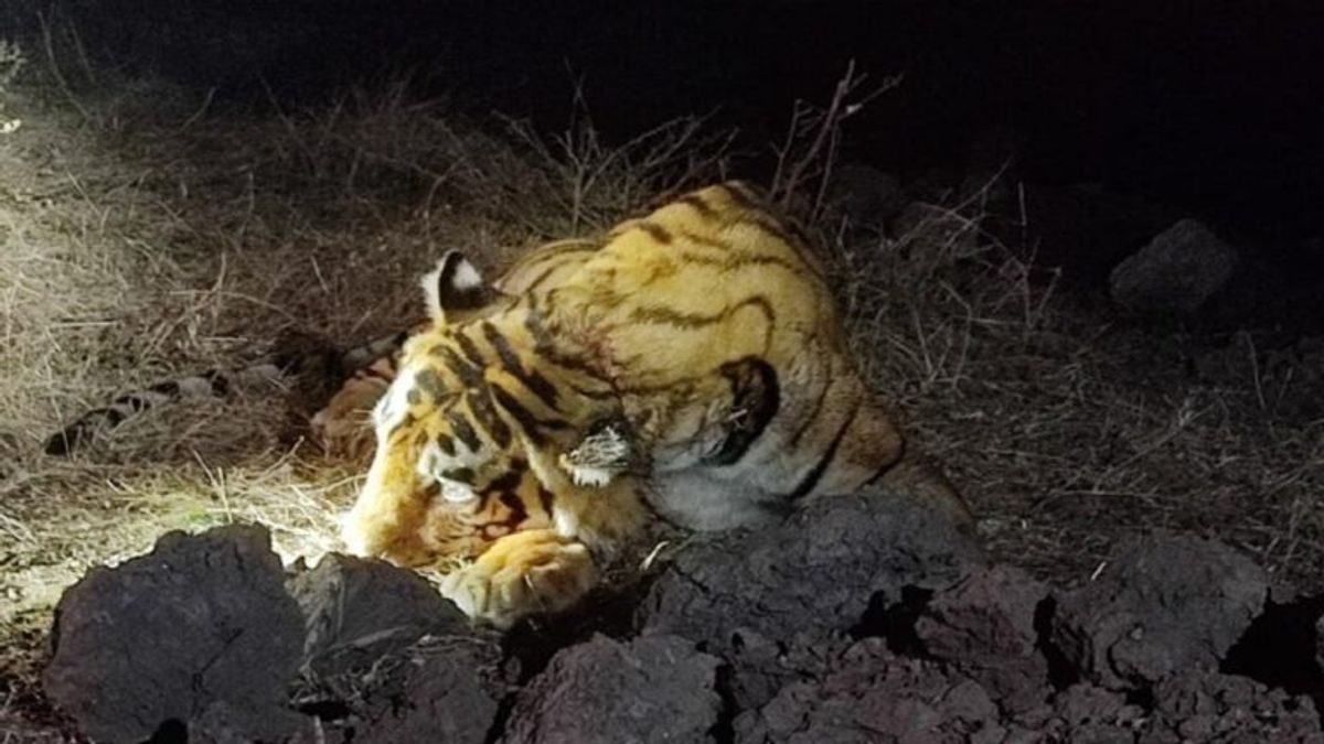 रणथंभौर नेशनल पार्क में बाघ टी-123 ने टी-57 को किया घायल, पिछले कुछ दिनों से बीमार चल रहा था टी-57 NewsTak