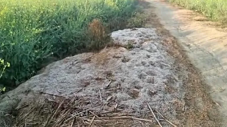 धौलपुर: ठंड ने बढ़ाई किसानों की चिंता, पाला पड़ने से सरसों और आलू में नुकसान का डर NewsTak