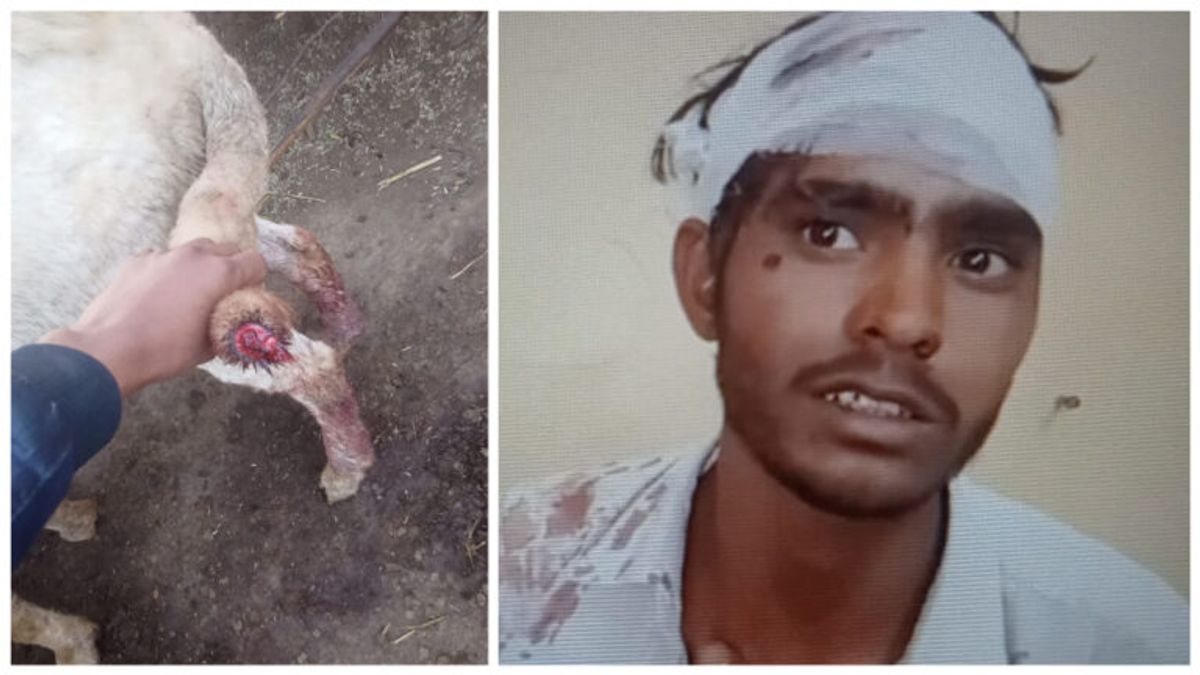 अलवर: भेड़ की पूंछ काटने पर दो पक्ष आपस में भिड़े, जमकर बरसे पत्थर-लाठियां, जानें पूरा मामला NewsTak