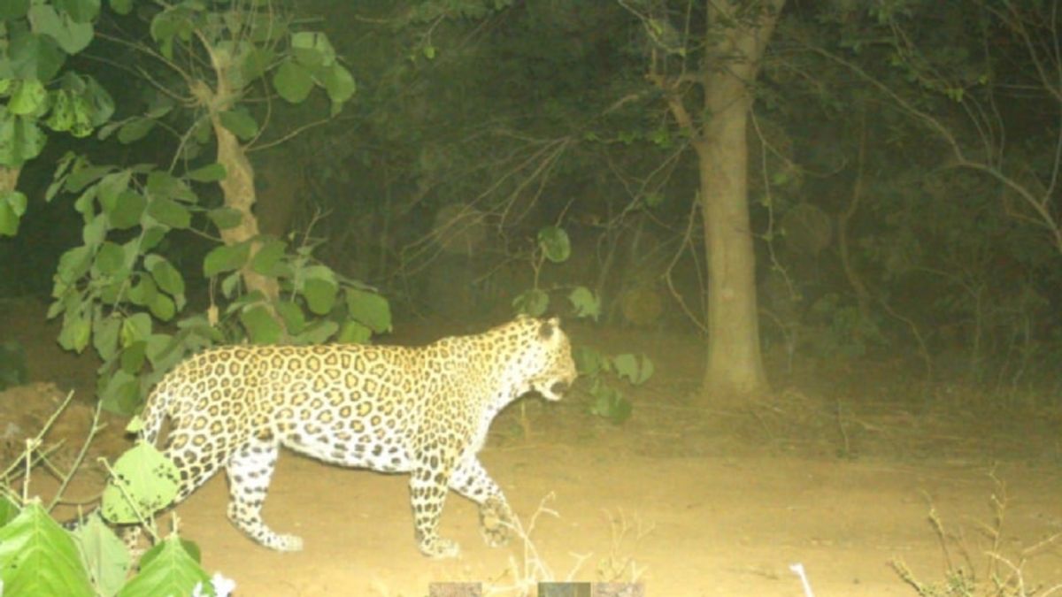 धौलपुरः खेत में कर रहा था काम, अचानक पैंथर से हो गया ग्रामीण का सामना, जानें पूरा मामला NewsTak