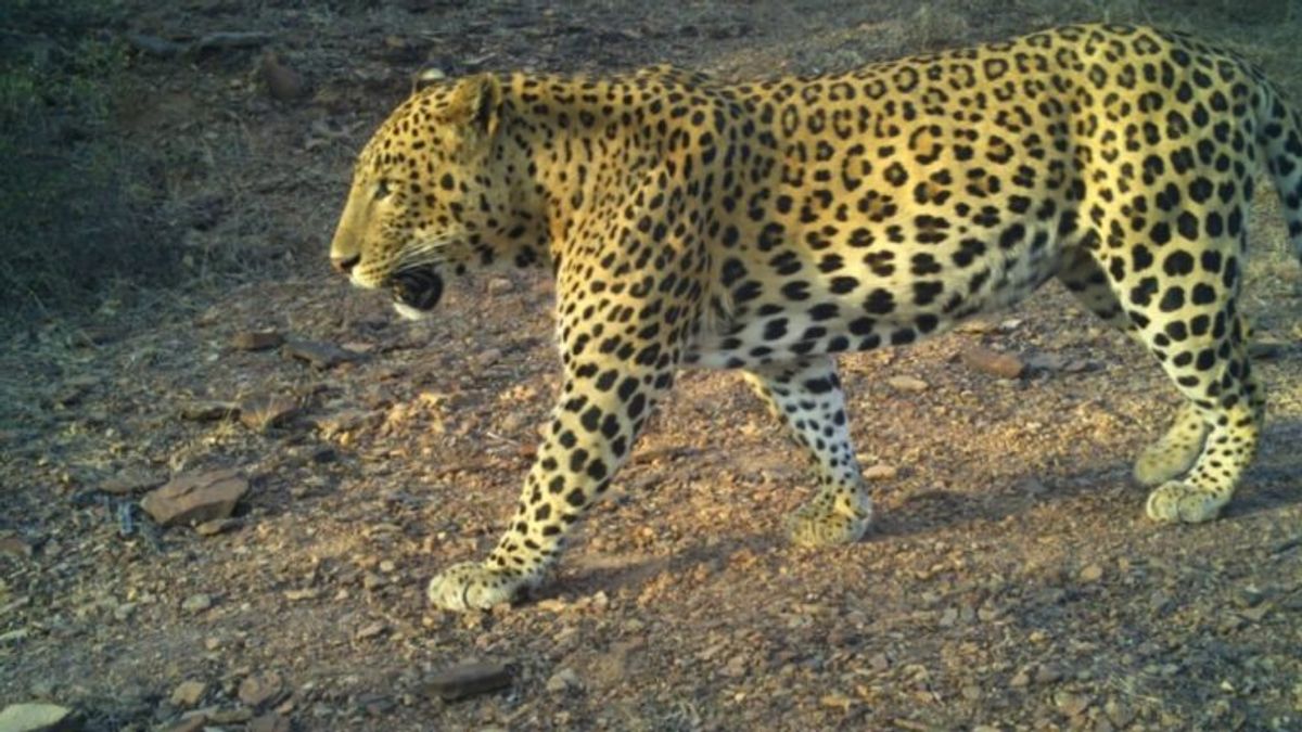 राजसमंदः खेत में छिपे पैंथर ने ग्रामीणों पर किया अटैक, पेड़ पर चढ़कर बचाई जान, देखें Video panther111