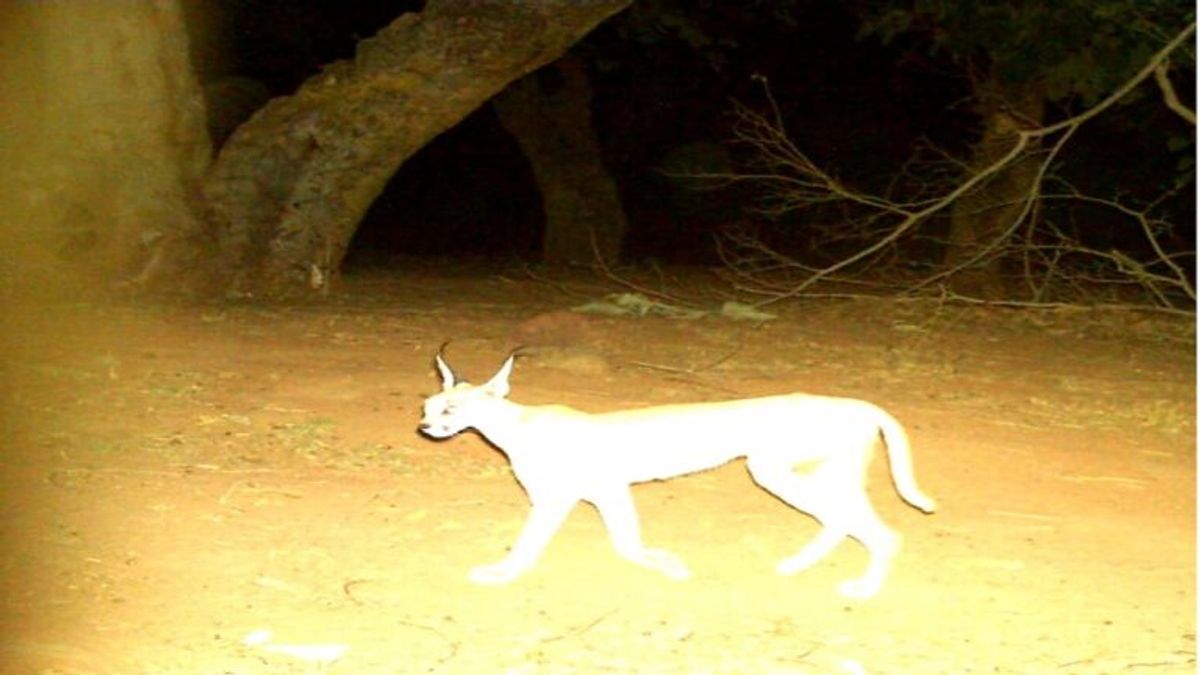 दो दिन के राजस्थान दौरे पर राष्ट्रपति द्रौपदी मुर्मू, स्काउट गाइड जंबूरी कार्यक्रम में लेंगी हिस्सा NewsTak