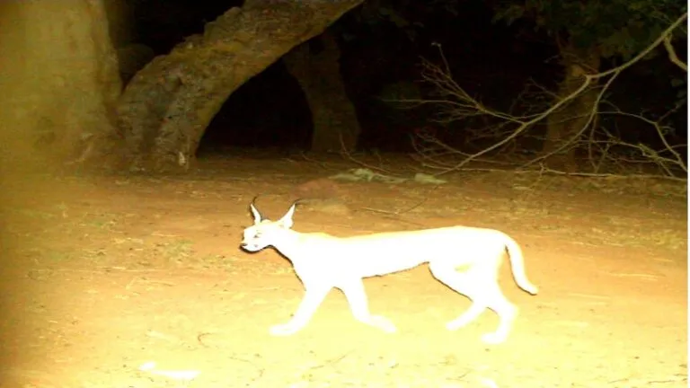 दो दिन के राजस्थान दौरे पर राष्ट्रपति द्रौपदी मुर्मू, स्काउट गाइड जंबूरी कार्यक्रम में लेंगी हिस्सा NewsTak