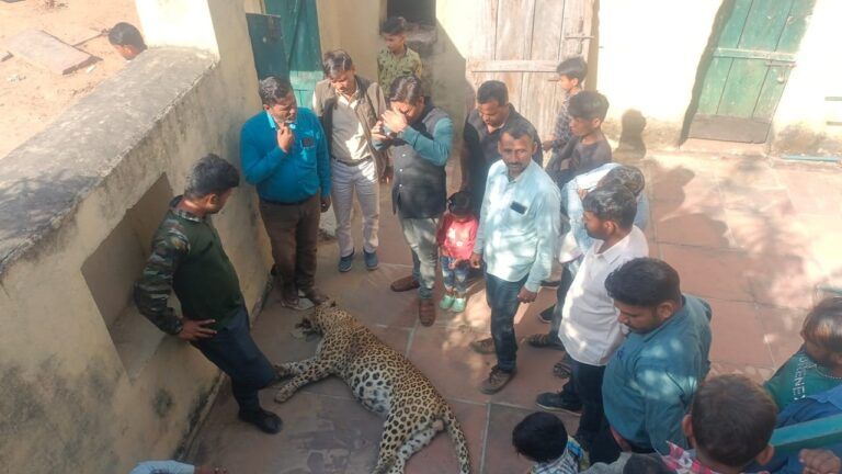 धौलपुर: वर्चस्व की लड़ाई में एक और पैंथर की मौत, टाइगर ने किया अटैक! NewsTak