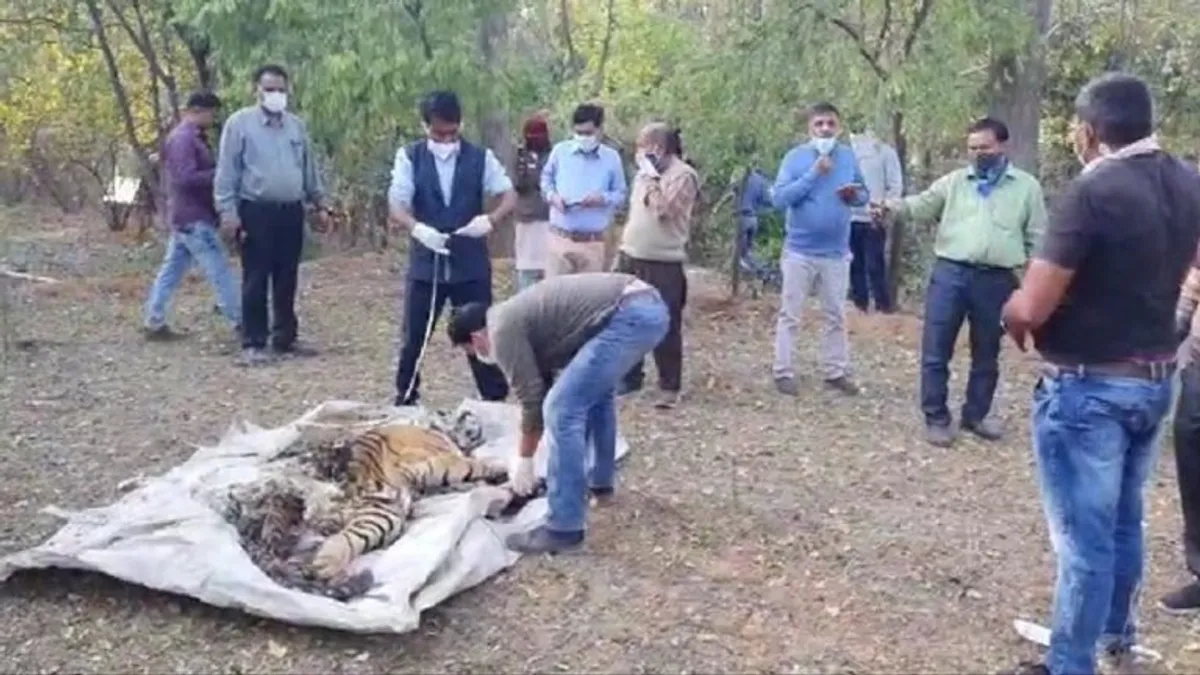 करौलीः मासलपुर के जंगल में एक नाले में मिला टाइगर का शव, वन विभाग पर उठ रहे सवाल NewsTak