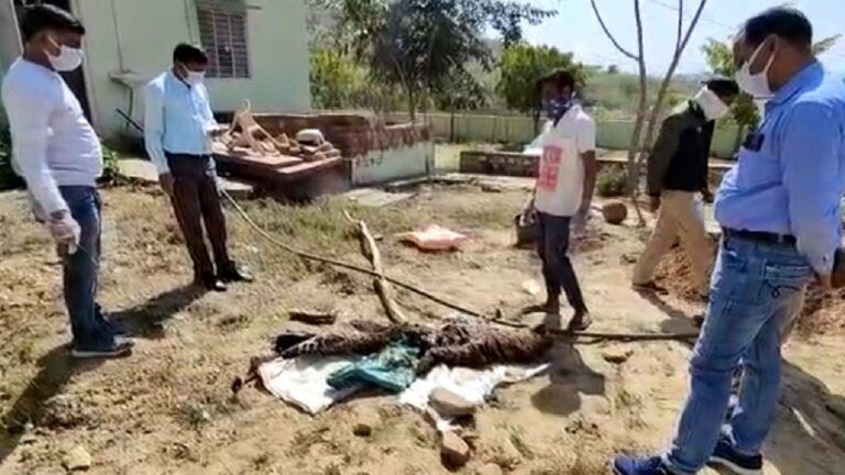 करौलीः वर्चस्व की लड़ाई के चलते क्षेत्र में 2 पैंथरों की मौत, वन विभाग में मची खलबली NewsTak