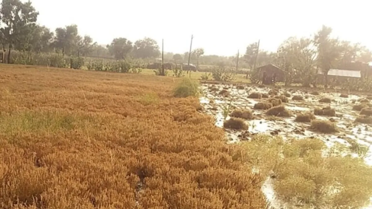 जालोर: असमय बारिश से फसलें चौपट, आकाशीय बिजली गिरने से दो लोगों समेत 25 भेड़ों की मौत NewsTak