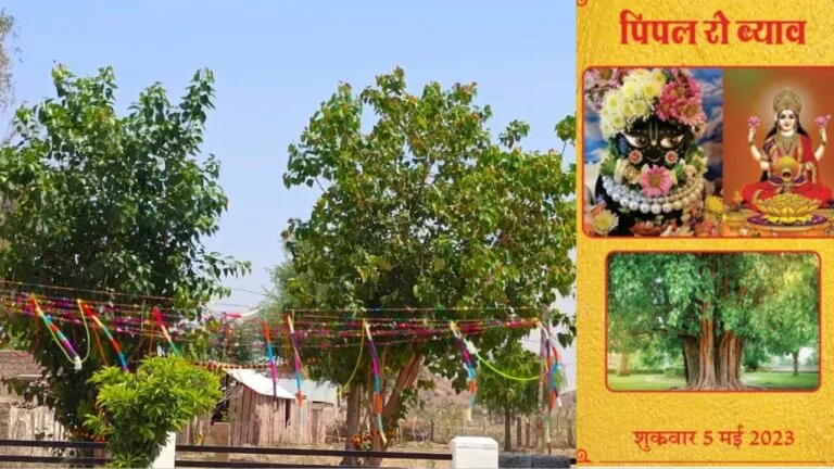 जोधपुर में अनोखा विवाह: पीपल के पेड़ की ठाकुर जी से शादी, सभी रिश्तेदार भी पहुंचे, बारात का हुआ