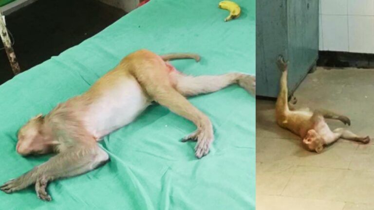 धौलपुर: हॉस्पिटल में बंदर ने मचाया आतंक, मरीजों के बेड पर सोकर लेता है अंगडाई, देखें