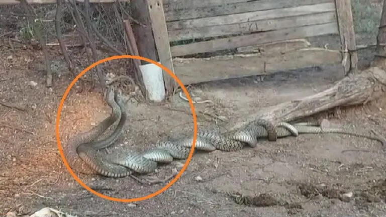 भीलवाड़ा में दिखा दुर्लभ नजारा: दो सांपों के बीच 3 घंटे चली प्रणय लीला, लोगों में बना कौतूहल का विषय भीलवाड़ा में दिखा दुर्लभ नजारा: दो सांपों के बीच 3 घंटे चली प्रणय लीला, लोगों में बना कौतूहल का