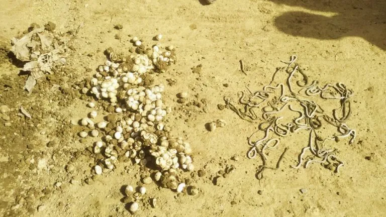 नाले की खुदाई में निकले 250 से ज्यादा अंडे, जब वे फूटे तो भागने लगे लोग, जानें