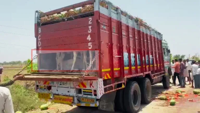 झालावाड़: 'पुष्पा' फिल्म की तर्ज पर दो हिस्सों में बंटा था ट्रक, ऊपर तरबूज और नीचे ये जीव