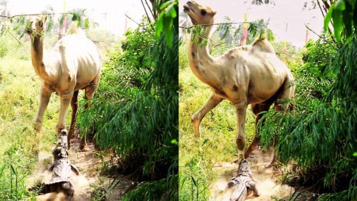 नदी किनारे खड़े ऊंट ने मगरमच्छ के हमले से खुद को ऐसे बचा लिया, सामने आया ये रोमांचक Video कोटा: मगरमच्छ ने ऊंट पर किया हमला, पैर में दांत लगते ही उछल पड़ा, देखें Video