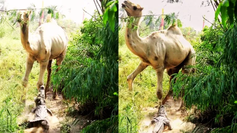 नदी किनारे खड़े ऊंट ने मगरमच्छ के हमले से खुद को ऐसे बचा लिया, सामने आया ये रोमांचक Video कोटा: मगरमच्छ ने ऊंट पर किया हमला, पैर में दांत लगते ही उछल पड़ा, देखें Video