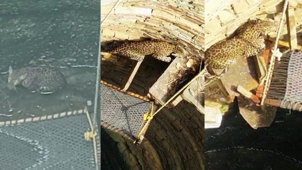 भीलवाड़ा: कुएं से आ रही थी डरावनी आवाज, लोगों जाकर देखा तो उड़ गए होश NewsTak