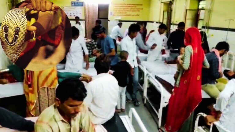 बाड़मेर में बिपरजॉय के कहर के बीच एक साथ 19 लोगों को सांप ने काटा बाड़मेर में बिपरजॉय के कहर के बीच एक साथ 19 लोगों को सांप ने काटा