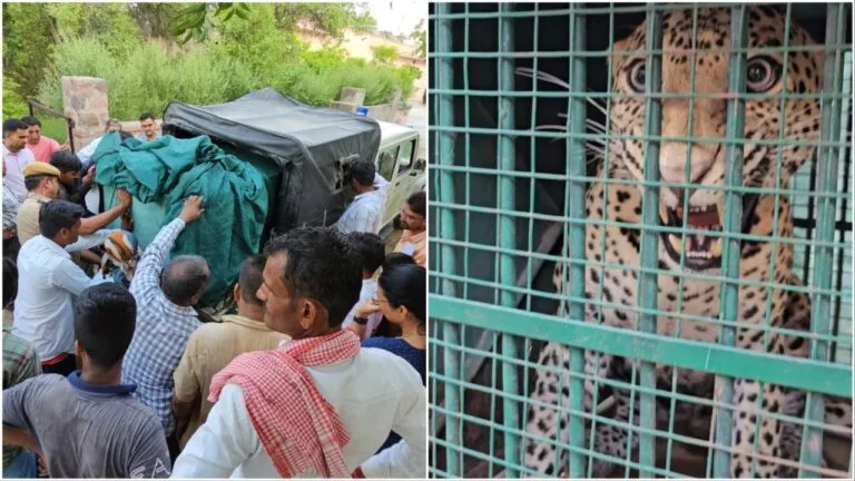 बाड़मेर: पैंथर के खौफ में जी रहे थे लोग, फिर सभी ने ग्रामीण ने उठाया ऐसा कदम, गांव में छा गई खुशियां