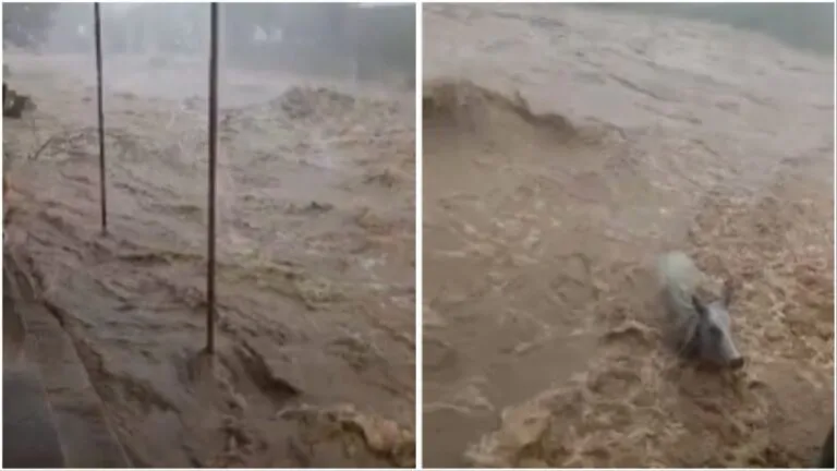 Monsoon Update: बाड़मेर में झमाझम बारिश, पानी में बह गया बैल, IMD ने जारी किया नया अलर्ट Monsoon Update: बाड़मेर में झमाझम बारिश, पानी में बह गया बैल, IMD ने जारी किया नया अलर्ट