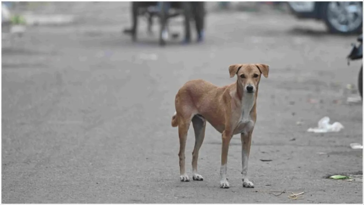 Jaipur: शर्मनाक! पहले बुरी तरह पीटा, फिर छत से नीचे फेंका, पेट में सरिए घुसने से फीमेल डॉग की मौत Jaipur: शर्मनाक! पहले बुरी तरह पीटा, फिर छत से नीचे फेंका, पेट में सरिए घुसने से फीमेल डॉग की मौत