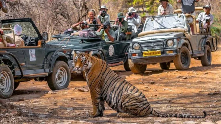 International Tiger Day: राजस्थान में मौजूद है 4 खूबसूरत टाइगर रिजर्व, मानसून में घूमने के लिए हैं बेस्ट नए साल के मौके पर सरिस्का में एक साथ 2 टाइगर को देखकर रोमांचित हुए टूरिस्ट, सामने आया Video