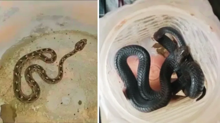 चूरू: 2 जिंदा कोबरा सांपों को लेकर अस्पताल में पहुंचे परिजन, मचा हड़कंप