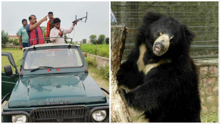 Rajasthan Tourism: भालुओं को पसंद नहीं आ रहा सरिस्का, जंगल में रोकना बना चुनौती, तीन बार हो चुके फरार