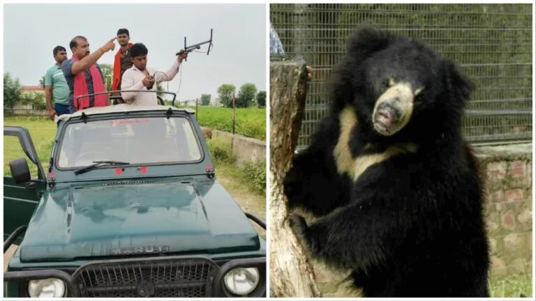 Rajasthan Tourism: भालुओं को पसंद नहीं आ रहा सरिस्का, जंगल में रोकना बना चुनौती, तीन बार हो चुके फरार
