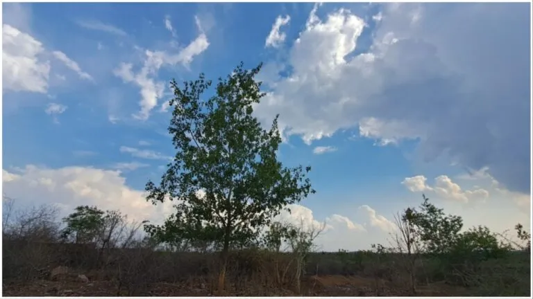 Rajasthan Weather: राजस्थान में 38 डिग्री पहुंचा तापमान, बारिश को लेकर मौसम विभाग ने दी यह जानकारी
