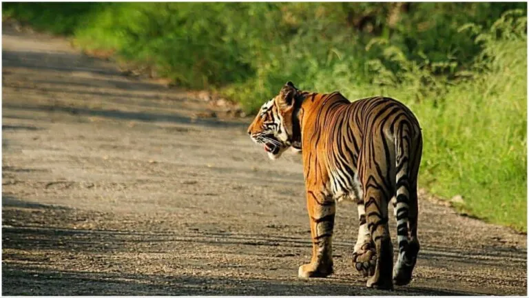 Rajasthan Tourism: प्रदेश में सभी टाइगर रिजर्व बंद, फिर भी अलवर में उठा सकते हैं टाइगर सफारी का आनंद Rajasthan Tourism: प्रदेश में सभी टाइगर रिजर्व बंद, फिर भी अलवर में उठा सकते हैं टाइगर सफारी का आनंद