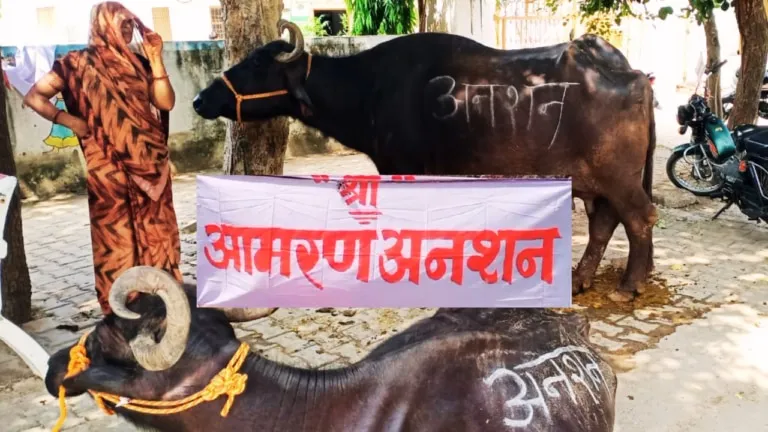 SDM ऑफिस के सामने 19 गाय-भैंस लेकर अनशन पर बैठा किसान, सामने आई ये वजह