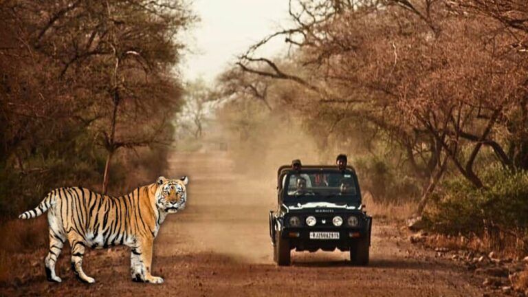 Rajasthan Tourism: पर्यटकों के लिए खुला सरिस्का, दिल्ली से मात्र 2 घंटे की दूरी पर कर सकेंगे टाइगर सफारी