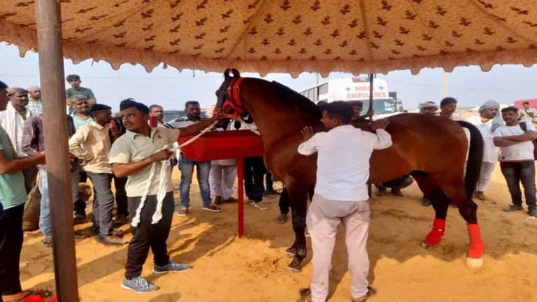 Pushkar Mela: बिसलेरी का पानी पीने वाला घोड़ा, कीमत मर्सिडीज और BMW से भी अधिक Pushkar Mela: आकर्षण का केंद्र बना बिसलेरी का पानी पीने वाला घोड़ा. कीमत मर्सिडीज और BMW से अधिक