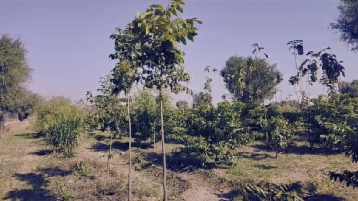 Rajasthan: ये है पैसे वाला पेड़! जानें कैसे होती है इसकी खेती जिससे लखपति बन जाएंगे किसान Rajasthan: ये है पैसे वाला पेड़! जानें कैसे होती है इसकी खेती जिससे लखपति बन जाएंगे किसान