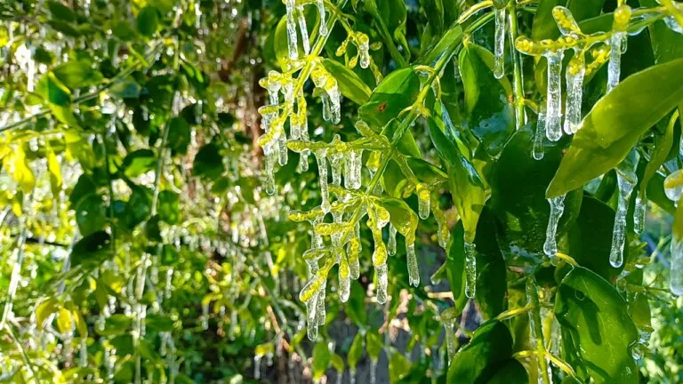 राजस्थान के चूरू में पड़ रही इतनी ठंड कि पेड़ों पर जम गई बर्फ, सामने आई तस्वीरें राजस्थान के चूरू में पड़ रही इतनी ठंड कि पेड़ों पर जम गई बर्फ की चादर, देखें तस्वीरें
