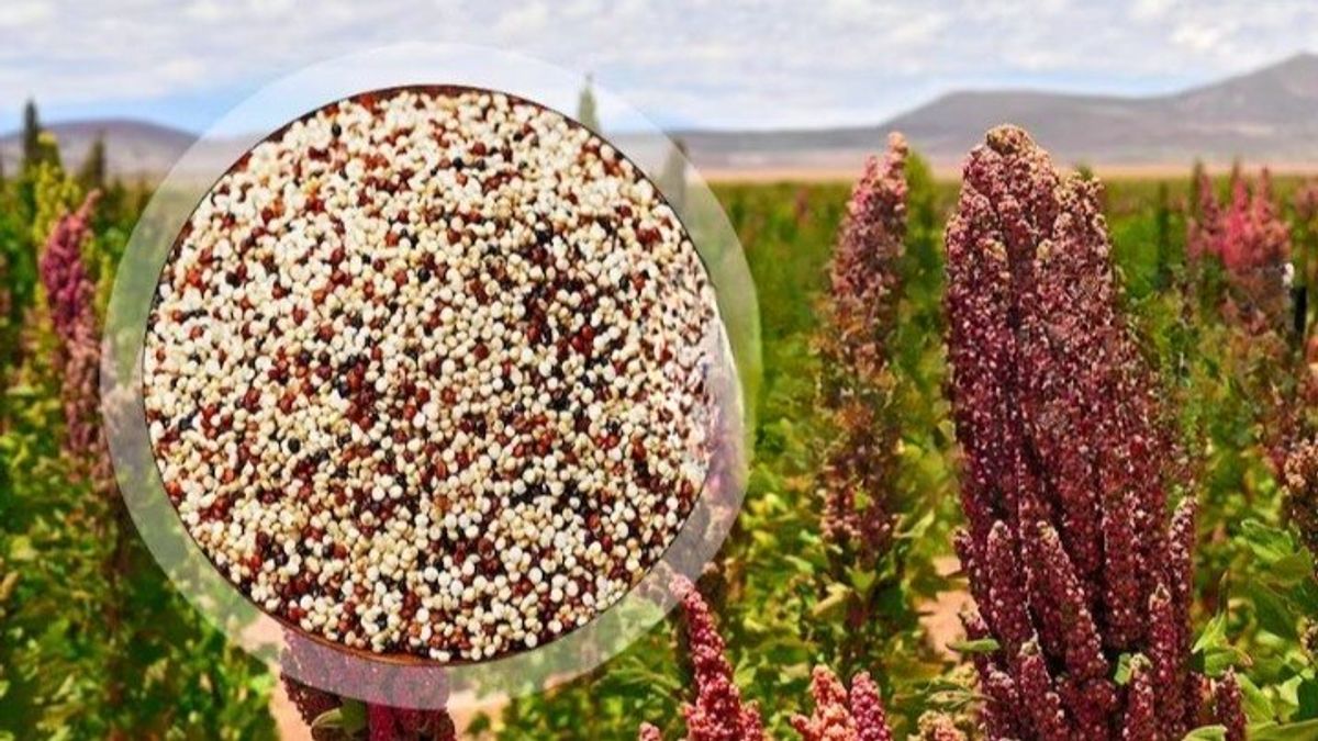 'किनोवा' से लाखों कमा रहे प्रतापगढ़ के किसान, विदेश में कीमत 50 हजार से 1 लाख रुपए प्रति क्विंटल 'किनोवा' से लाखों कमा रहे प्रतापगढ़ के किसान, विदेश में कीमत 50 हजार से 1 लाख रुपए प्रति क्विंटल