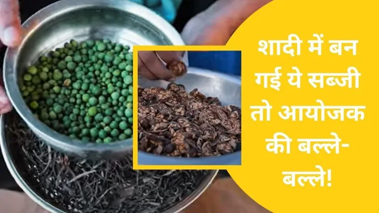 Rajasthan: राजस्थान के गावों में बनती है भारत की सबसे महंगी सब्जी, फाइव स्टार होटल तक होती है डिमांड NewsTak