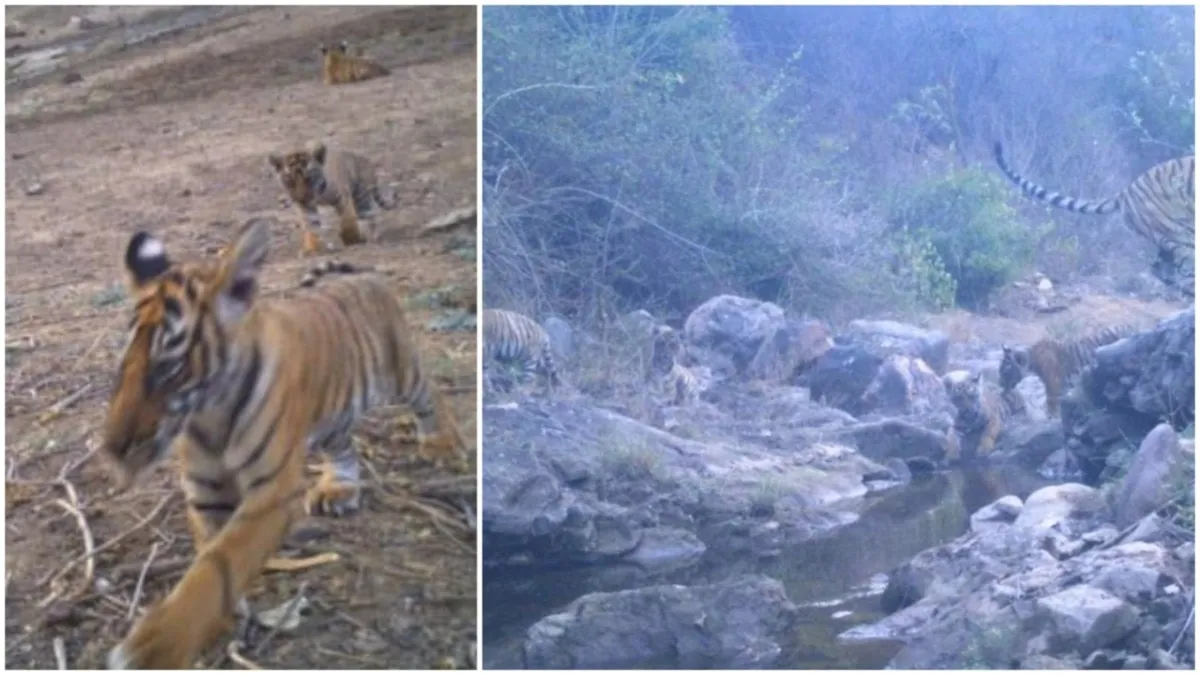 Alwar: सरिस्का से आई बड़ी खुशखबरी, सरिस्का में दिखे 5 नए शावक, एक दिन पहले दिखे थे 2 नए शावक, बाघों का कुनबा हुआ 40