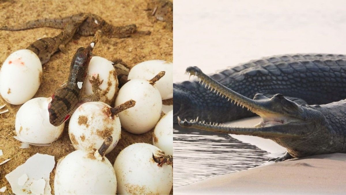 धौलपुर: घड़ियाल के 200 अंडों से बाहर निकले 181 बच्चे, ऐसे बढ़ाया जा रहा विलुप्तप्राय जीव का कुनबा तस्वीर: राजस्थान तक.