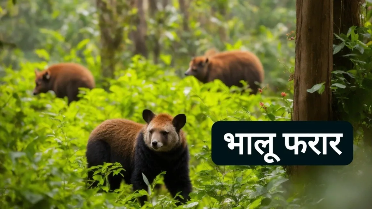 bears 