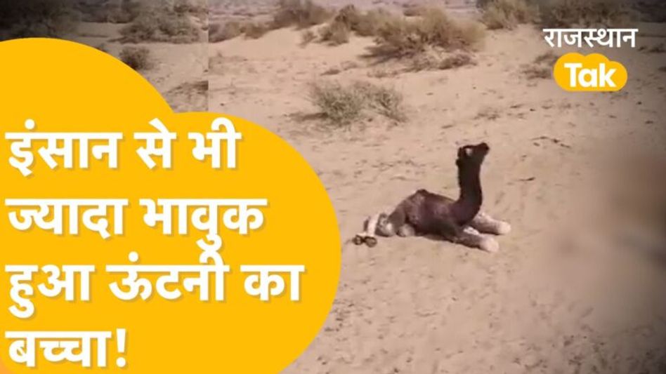 Jaisalmer में ऊंटनी की मौत, मां के शव के पास 5 दिन तक बैठा रहा ऊंटनी का बच्चा! Video Thumbnail