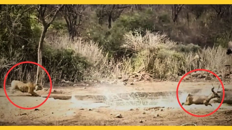 Sariska Tiger: 'आगे-आगे हिरण..पीछे-पीछे टाइगर..फिर अचानक...,'सरिस्का में दिखा रोमांचक नजारा, पर्यटक बोले- Wow Video Thumbnail