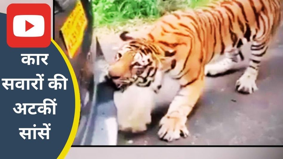 जब फैमिली कार के पीछे पड़ी बाघिन, सांसें रोक देने वाला Video आया सामने Video Thumbnail