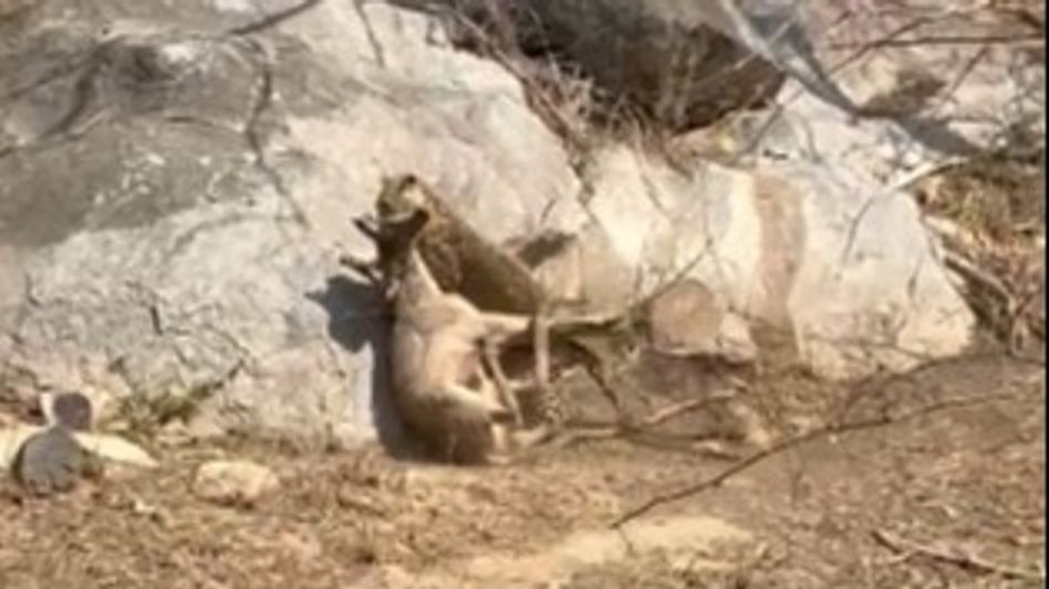 Sariska: लैपर्ड ने सांभर को दबोचा...वन मंत्री ने कैमरे में कैद किया पल, सरिस्का से आई रोचक वीडियो Video Thumbnail