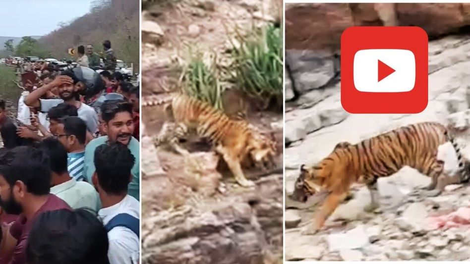 Rajasthan: रणथंभौर जंगल की बाघिन नेशनल हाईवे के पास पहुंची और रोका ट्रैफिक ! Video देख उड़ जाएंगे होश Video Thumbnail