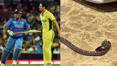 क्रिकेटर के कमरे में जहरीला सांप मिलने से मचा हड़कंप, सामने आई तस्वीर SportsTak Hindi