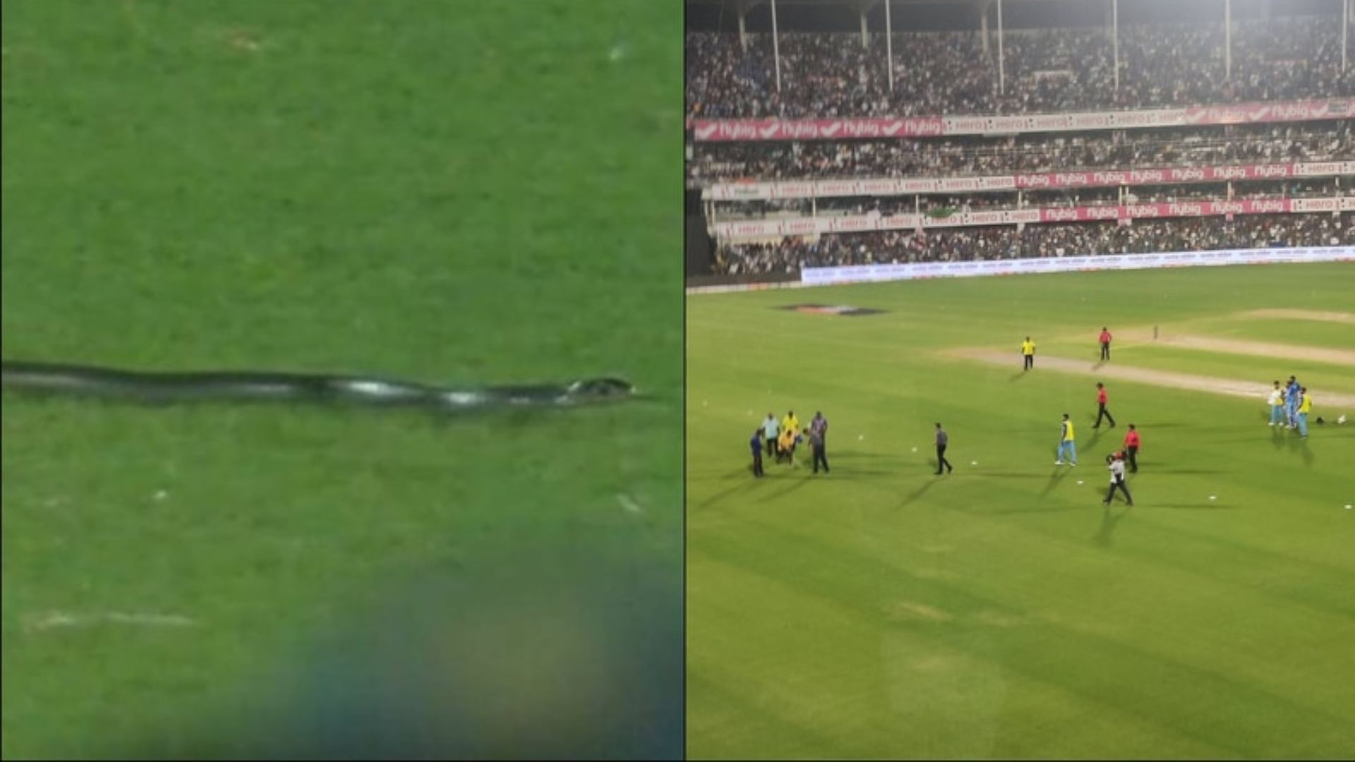  Ind vs SA, 2nd T20I : गुवाहाटी के मैदान में निकला सांप और सभी रह गए दंग! बीच में रोका गया Live मैच, देखें Video 