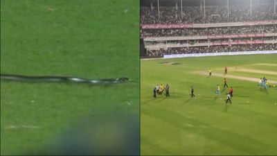 Ind vs SA, 2nd T20I : गुवाहाटी के मैदान में निकला सांप और सभी रह गए दंग! बीच में रोका गया Live मैच, देखें Video SportsTak Hindi