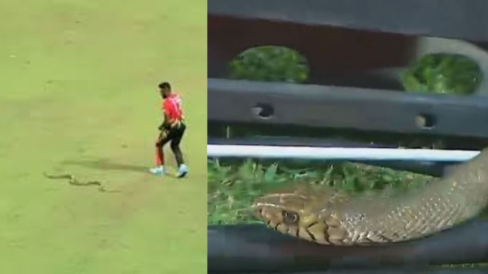 लंका प्रीमियर लीग में मैदान में फिर घुसा सांप, पहले कैमरामैन के पास गया फिर खिलाड़ी के पास पहुंचा, Video वायरल लंका प्रीमियर लीग में मैदान में फिर घुसा सांप, पहले कैमरामैन के पास गया फिर खिलाड़ी के पास पहुंचा, Video वायरल